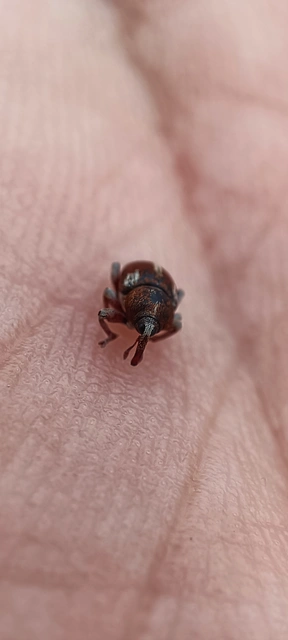 Tychius quinquepunctatus - borsó-tímárormányos