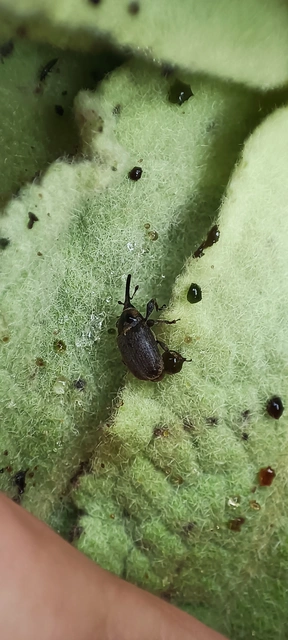 Rhinusa asellus - szőrcsillagos ökörfarkkóró-ormányos
