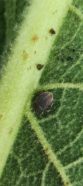 Rhinusa tetra - magtoklakó ökörfarkkóró-ormányos