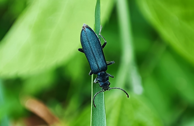 Ischnomera