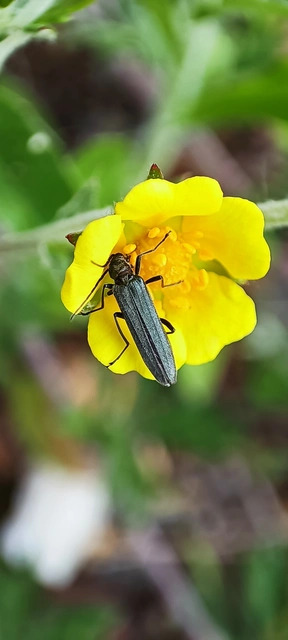 Oedemera