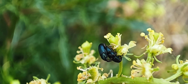 Curculionidae - ormányosbogár-félék