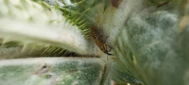 Lixus cardui/filiformis