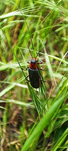 Cantharis rustica - suszterbogár