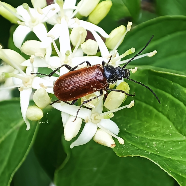 Omophlus proteus - közönséges pejbogár Omophlus proteus - közönséges pejbogár