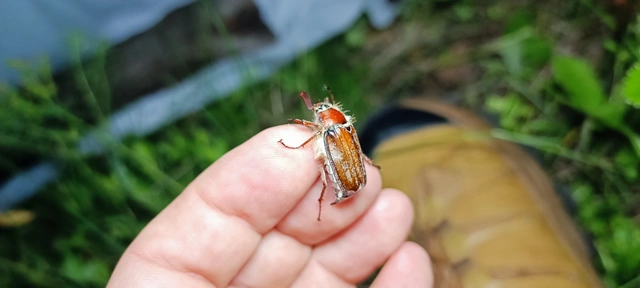 Melolontha hippocastani - erdei cserebogár