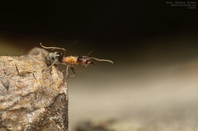 Liometopum microcephalum - tölgyfahangya