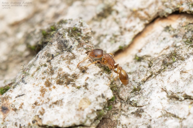 Temnothorax affinis - erdei kéreghangya