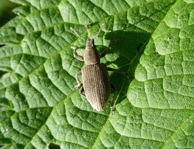 Tanymecus palliatus - közönséges hegyesfarúbarkó