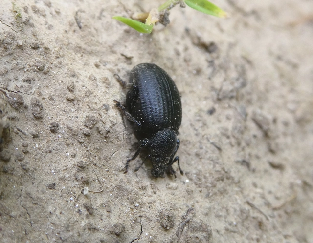 Otiorhynchus catenulatus - gyászos gyalogormányos