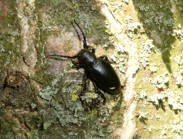 Dorcadion aethiops - fekete gyalogcincér