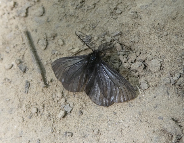 Pentophera morio - réti gyapjaslepke