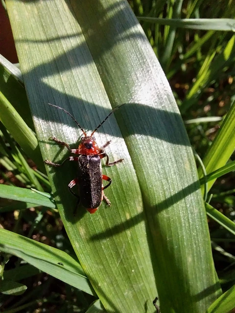 Cantharis rustica - suszterbogár