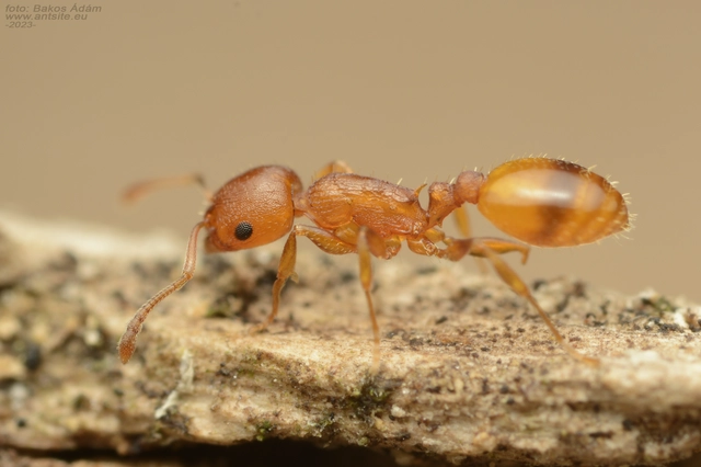 Temnothorax turcicus - sárga kéreghangya