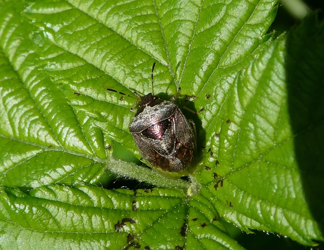 Stagonomus venustissimus - foltos feketefejű-poloska Stagonomus venustissimus - foltos feketefejű-poloska