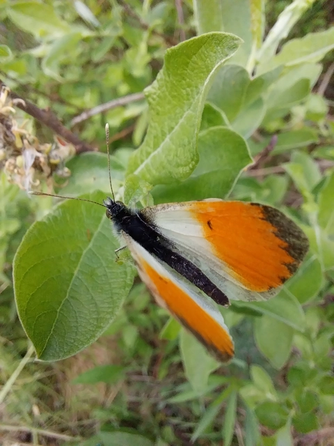 Anthocharis cardamines - hajnalpírlepke