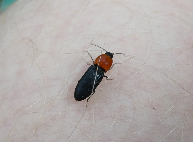 Cardiophorus gramineus - pirosnyakú szívespattanó
