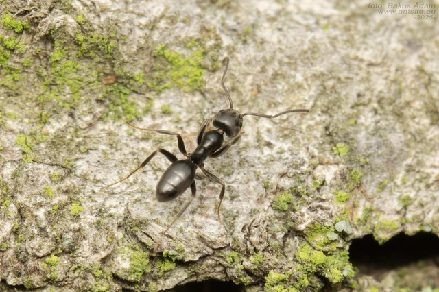 Tapinoma erraticum - kóborhangya