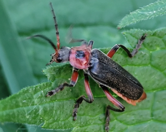 Cantharis rustica - suszterbogár