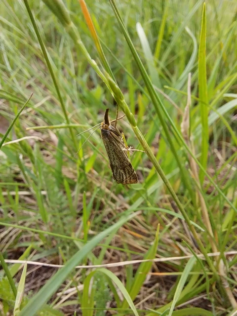 Thisanotia chrysonuchella - tavaszi fűgyökérmoly