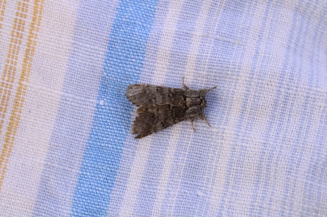 Drymonia ruficornis - cserfa-púposszövő