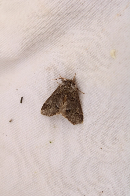 Drymonia dodonea - bélyeges púposszövő