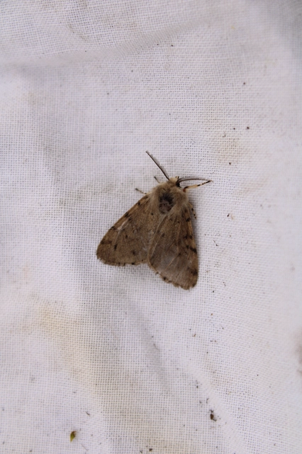 Diaphora luctuosa - gyászos medvelepke