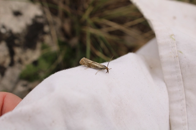 Thisanotia chrysonuchella - tavaszi fűgyökérmoly