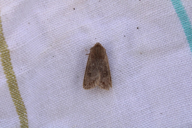 Orthosia cerasi - közepes barkabagoly