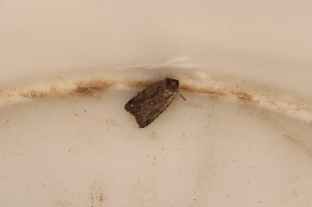 Cerastis rubricosa - vörhenyes tavaszibagoly