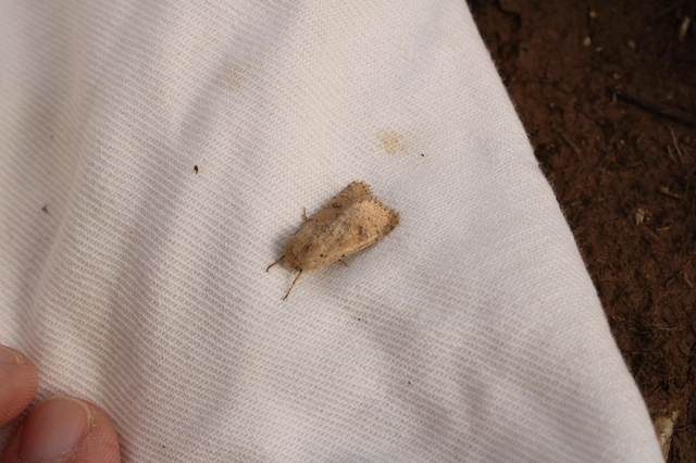 Orthosia cruda - kis barkabagoly