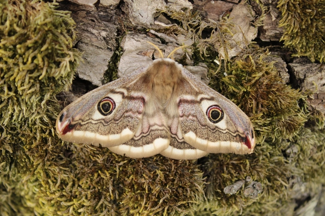 Saturnia pavoniella/pavonia