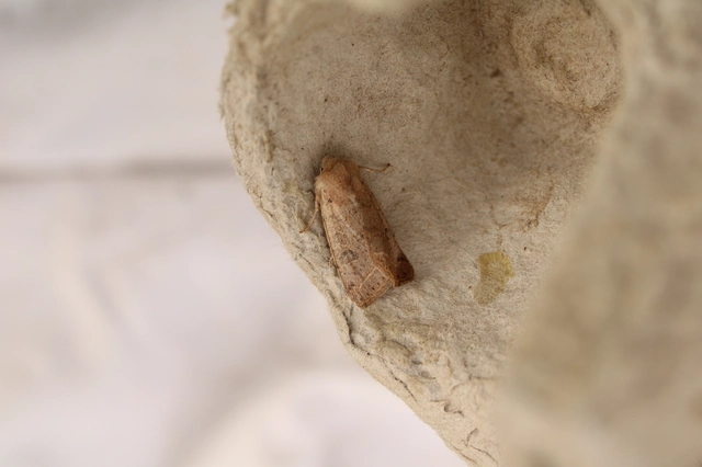 Orthosia cerasi - közepes barkabagoly