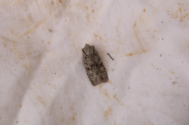Lithophane ornitopus - közönséges fabagoly