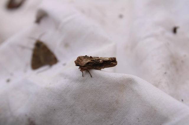 Egira conspicillaris - változékony szürkebagoly