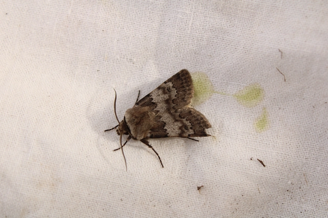 Agrotis cinerea - szürkés földibagoly