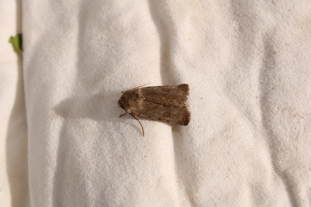 Cerastis rubricosa - vörhenyes tavaszibagoly