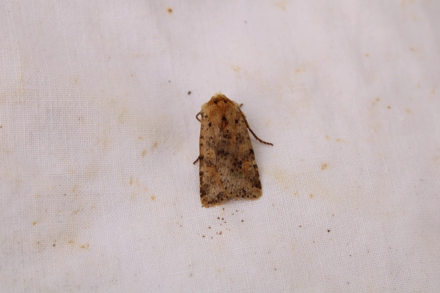 Conistra rubiginea - vörös őszibagoly