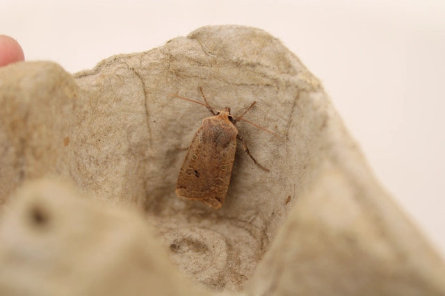 Conistra erythrocephala - vörösfejű őszibagoly