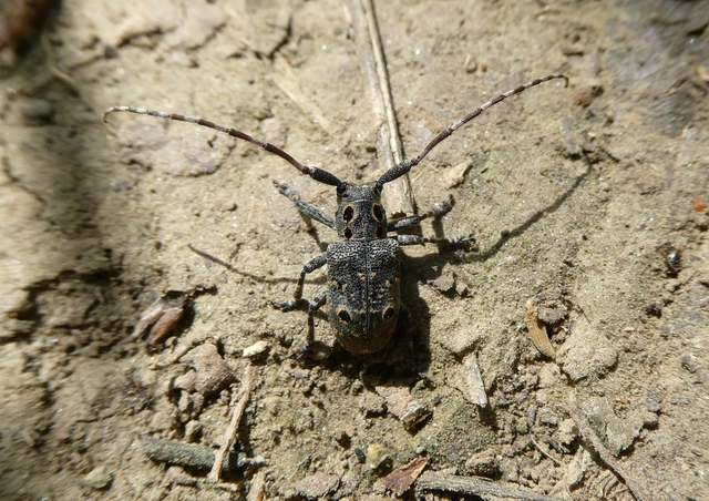 Mesosa curculionoides - szemfoltos cincér Mesosa curculionoides - szemfoltos cincér
