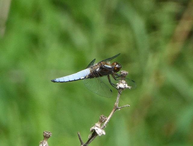 Libellula depressa - széles laposacsa