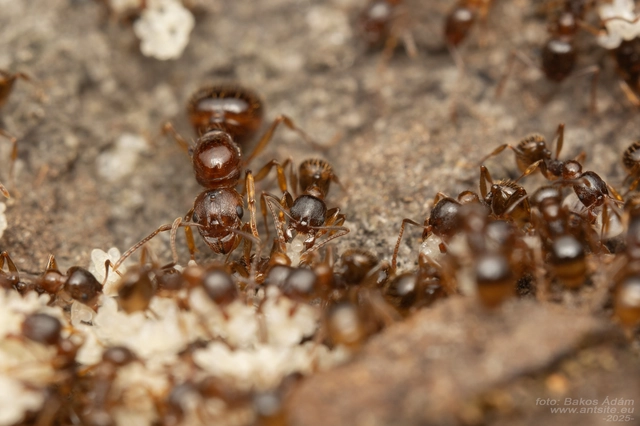 Aphaenogaster subterranea - vörös karcsúhangya
