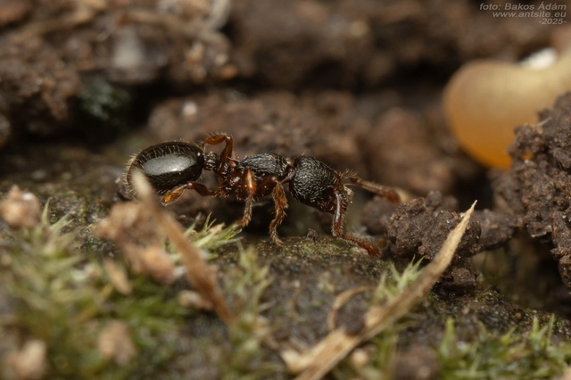 Myrmecina graminicola - ráncoshangya
