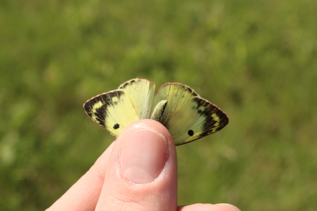 Colias hyale - kéneslepke