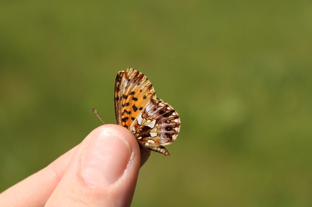 Boloria dia - kis gyöngyházlepke