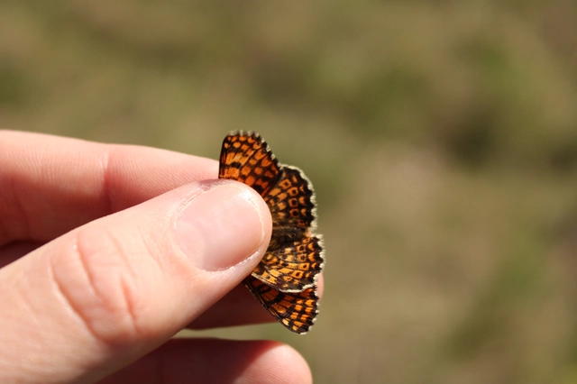 Melitaea cinxia - réti tarkalepke
