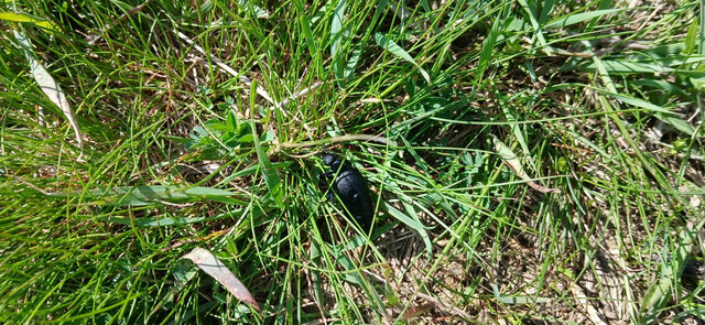 Meloe cicatricosus - óriásnünüke