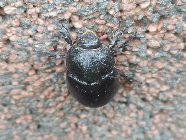 Pentodon idiota - butabogár