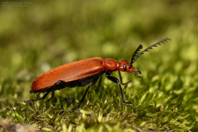 Pyrochroa serraticornis - közép-bíborbogár