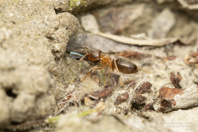Lasius brunneus - rozsdáshátú feketehangya